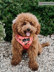 The Posy Pink Reversible Pet Harness