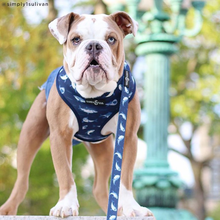 The Shark Attack Leash