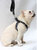 The 'little (F)artist' Pet Harness