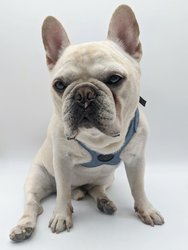 The 'Ruff Luxe' Pet Harness