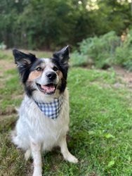 Blueberry Gingham Bandana Pet