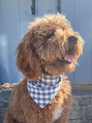 Blueberry Gingham Bandana Pet