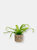 4" Bird's Nest Fern + Planter Basket - Mix