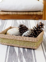 4" Bird's Nest Fern + Planter Basket