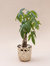 4" Braided Money Tree Plant +  Bachao Planter Basket