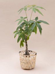 4" Braided Money Tree Plant +  Bachao Planter Basket