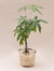 4" Braided Money Tree Plant +  Bachao Planter Basket