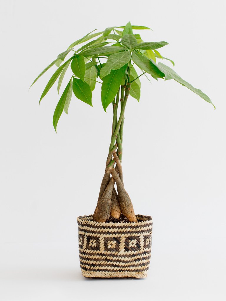 4" Braided Money Tree Plant +  Planter Basket - Mix