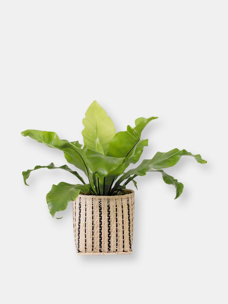 6" Bird's Nest Fern + Basket - Mix