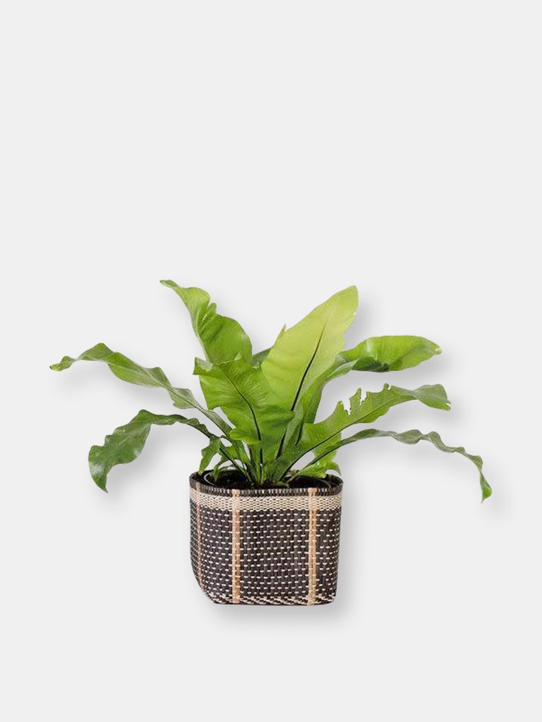 6" Bird's Nest Fern + Basket