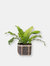 6" Bird's Nest Fern + Basket