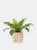 6" Bird's Nest Fern + Basket