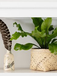 6" Bird's Nest Fern + Basket