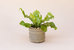 6" Bird's Nest Fern + Coiled Basket Planter - Mix