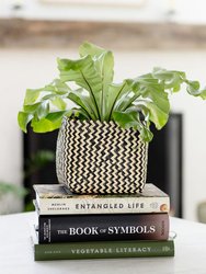 6" Bird's Nest Fern + Coiled Basket Planter