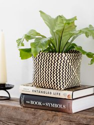 6" Bird's Nest Fern + Coiled Basket Planter