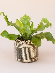 6" Bird's Nest Fern + Coiled Basket Planter - Mix