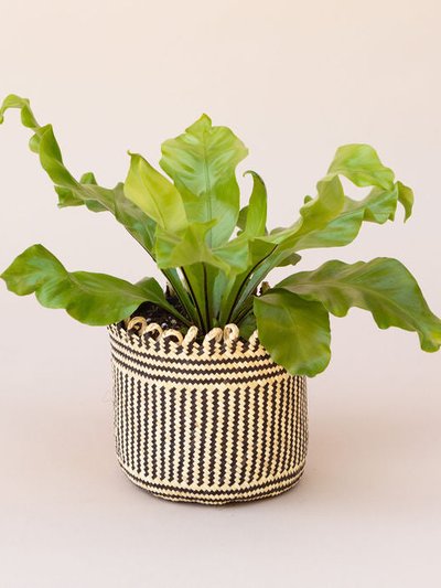 NEEPA HUT 6" Bird's Nest Fern + Coiled Basket Planter product