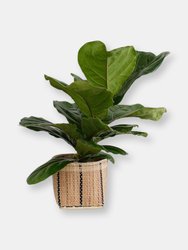 6" Fiddle Leaf Fig + Basket - Mix