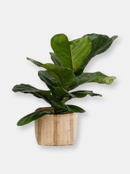 6" Fiddle Leaf Fig + Basket