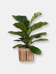 6" Fiddle Leaf Fig + Basket