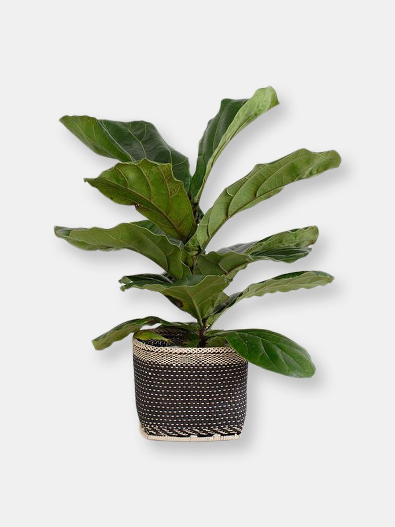 6" Fiddle Leaf Fig + Basket