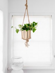 6" Golden Pothos + Hanging basket