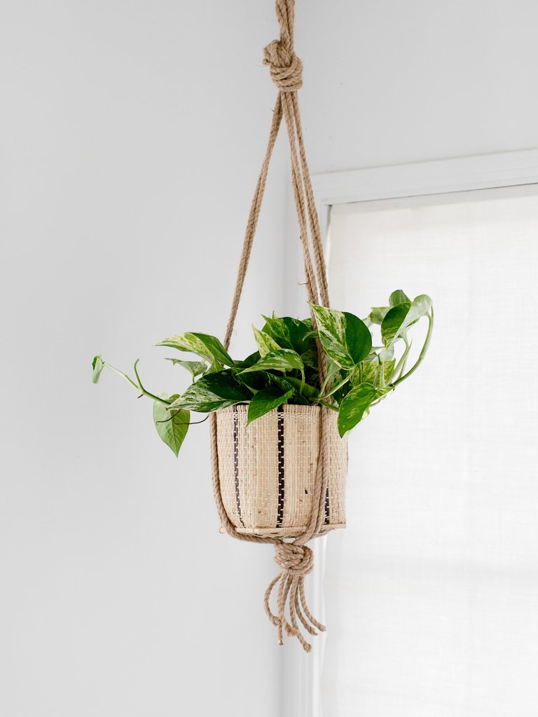 6" Golden Pothos + Hanging basket - Mix