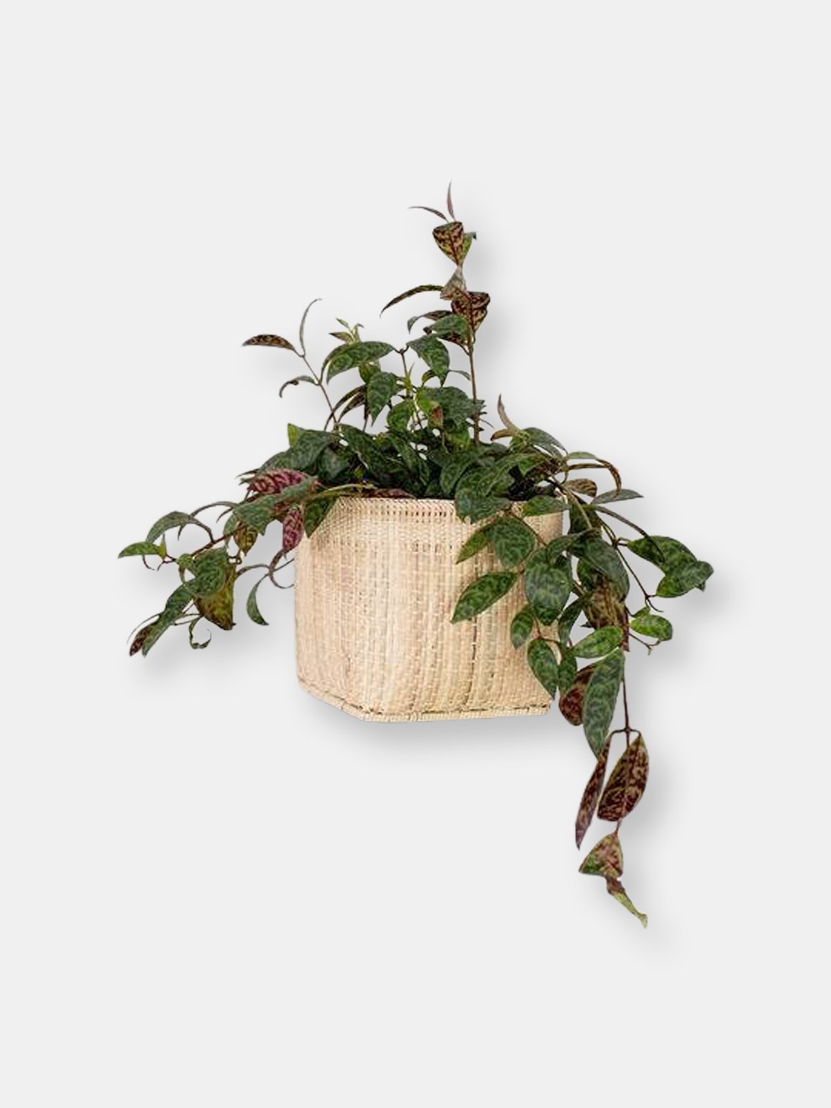 NEEPA HUT: Storage Rattan Planter Basket