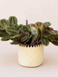 6" Maranta Prayer Plant + Coil Basket - Natural