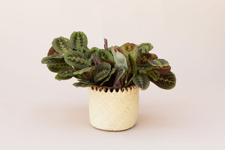 6" Maranta Prayer Plant + Coil Basket - Natural