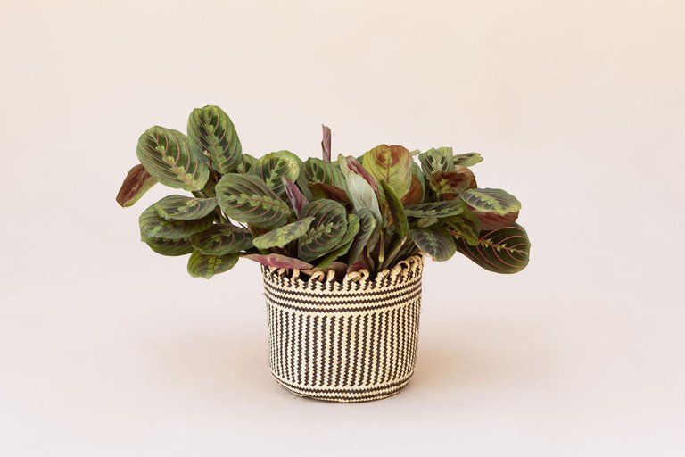 6" Maranta Prayer Plant + Coil Basket - Stripe Noir