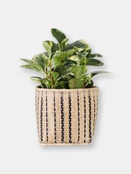 6" Marble Peperomia + Basket - Mix