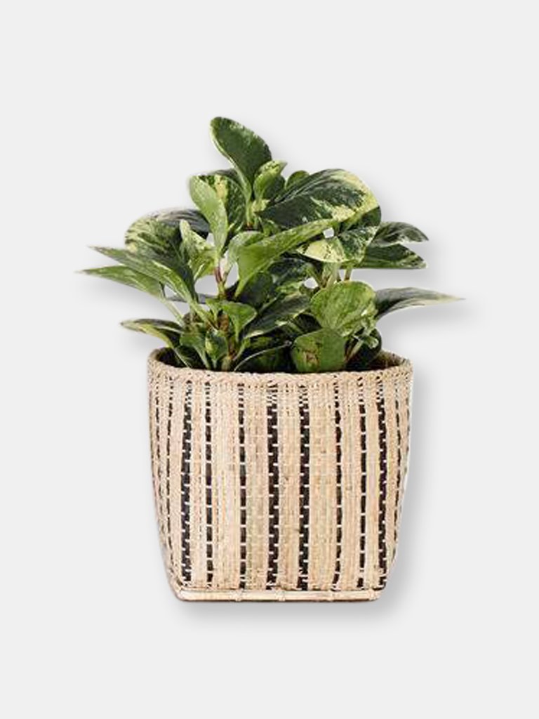 6" Marble Peperomia + Basket