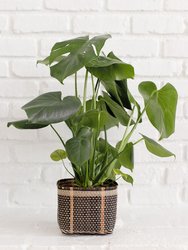 6" Monstera Split Leaf + Planter Basket - Charcoal