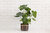 6" Monstera Split Leaf + Planter Basket - Charcoal