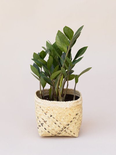 NEEPA HUT 6" Zanzibar gem | ZZ Plant + Planter Basket product