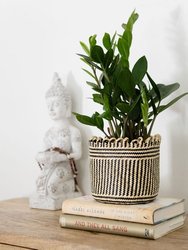 6" Zanzibar gem | ZZ Plant + Planter Basket