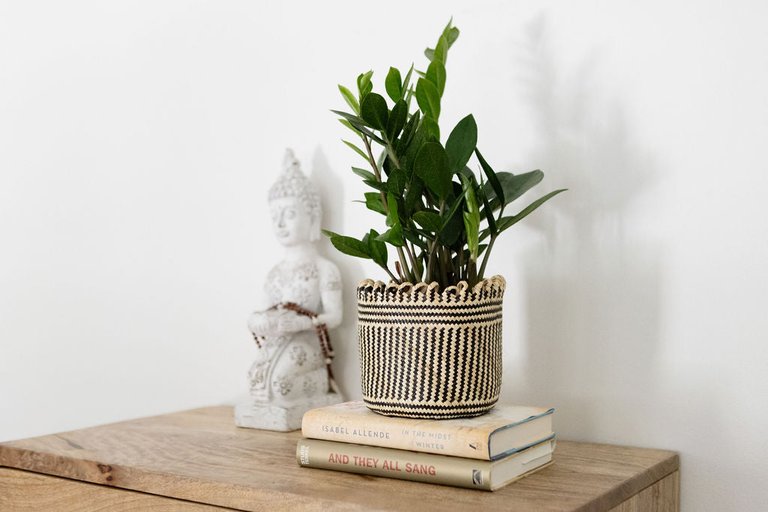 6" Zanzibar gem | ZZ Plant + Planter Basket