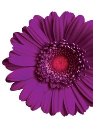 Gerber Daisy Wall Art - Purple