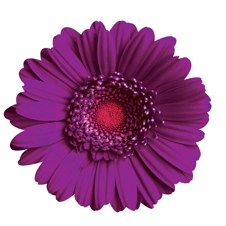 Gerber Daisy Wall Art - Purple