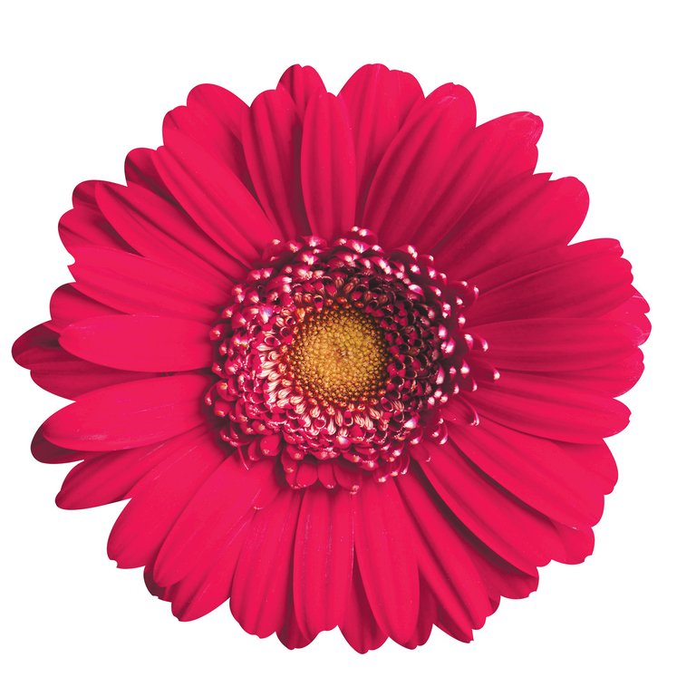 Gerber Daisy Wall Art - Pink