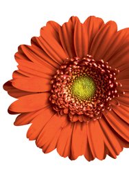 Gerber Daisy Wall Art - Orange