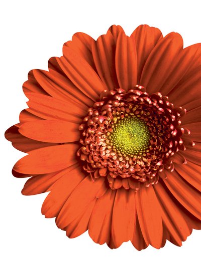 Next Innovations Gerber Daisy Wall Art product