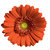 Gerber Daisy Wall Art - Orange