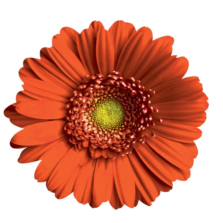 Gerber Daisy Wall Art - Orange