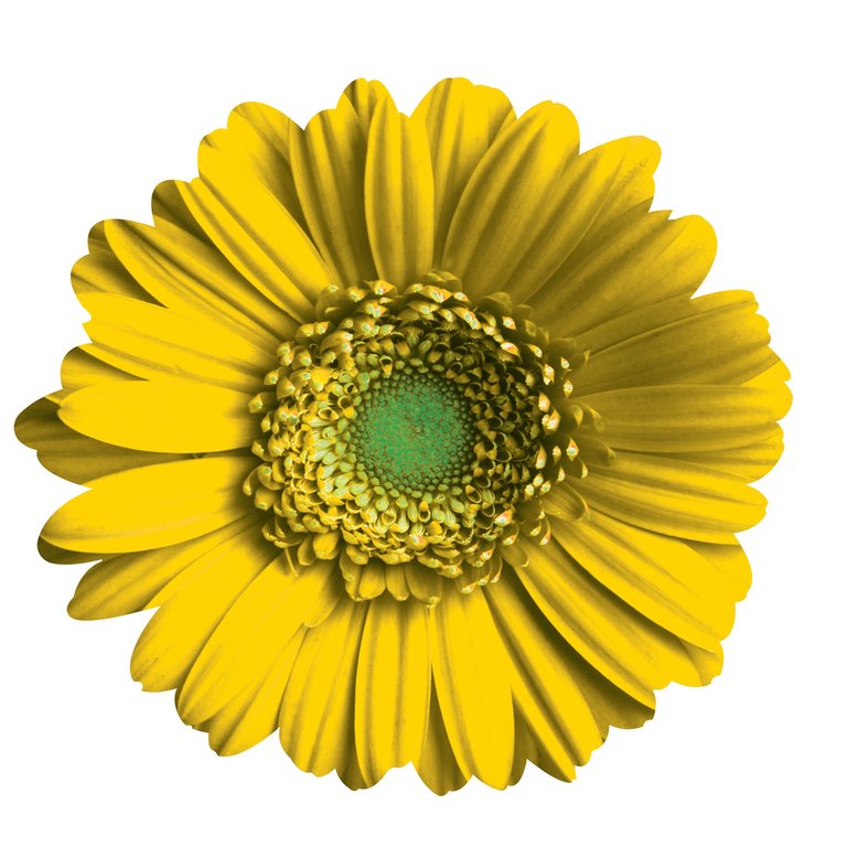 Gerber Daisy Wall Art - Yellow