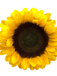 Gerber Daisy Wall Art - Sunflower