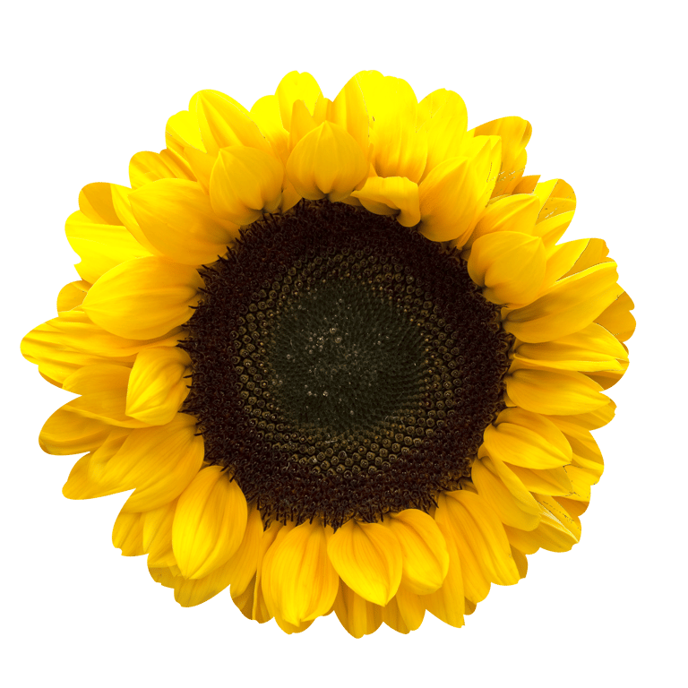 Gerber Daisy Wall Art - Sunflower