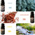 Earth Fragrance Oils by Pure - Set of 6 Premium Grade Scented Oils - Frankincense, Teakwood, Pine, Cedar, Sandalwood, Forest 10 ml each